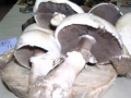 AGARICUS ARVENSIS 